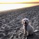 BEACH Living - “A bit of Mykonos near Mordialloc!”, Aspendale (foto 7)