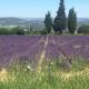Les petits cyprès, Bonnieux (foto 5)