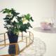 Apartman Luxe, Livno (photo 7)