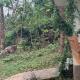 Home stay in a coffee plantation near Athirappally, Kodali - Foto 8