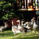 Marie Helene, 58 Mallard Carlton Meres Holiday Park, Kelsale (fotografie 9)