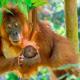 Sumatran OrangutanTRAILS, Bukit Lawang - Foto 1