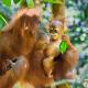 Sumatran OrangutanTRAILS, Bukit Lawang - Foto 4