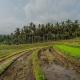 Pondok Hari Baik, Balian (fotografie 8)
