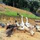 Nature Stay at Shah Alam with 4 bedroom 4 bathroom, Shah Alam (fotografie 10)