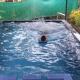 Kuttickattil Pool Home Stay Kumarakom, Kumarakom - Foto 4