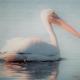 White Pelican A-1 Sunset views, Cedar Key - Fotografie 4