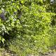 Turmfalke, Germaringen - 写真 7