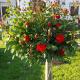 Villa Linet with garden, Funtana (Foto 3)