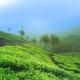 GalaxySpiceGreen Residency, Pīrmed - 写真 8