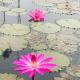 Misty Beats Coorg Home Stay, ビラージペット - 写真 4