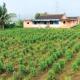 Weekend Holiday Farmhouse Malshej Ghat Homestay, Madh - Fotografie 4