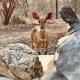 Jackals Dream - Self Catering Villa bordering Kruger National Park Marloth Park - Fotografie 7