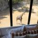 San Antonio Zoo - Spekboom Giraffe Lodge