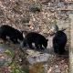 Bear Sanctuary, Gatlinburg - Fotografie 3