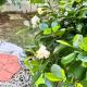 Sirihouse at Supalai Bella Thalang Phuket, Phuket (photo 7)
