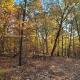Leaning Tree Woods, Jay (foto 3)