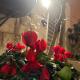B&B Bari Vecchia R, Bari (foto 9)