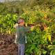 Farm House , Mountain View, Coffee Vegetable Farm BATU CITY Tlekung - Fotografie 4