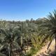 El-Beit, Siwa - Fotografie 6