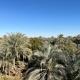 El-Beit, Siwa - Fotografie 10