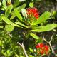 Somphoch Garden, Trat (Foto 4)