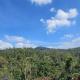 Vintara Homestay, Madikeri - Foto 4