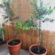 Stately central apartment, Athen - Foto 7
