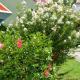 Maison cosy Les Anses d'Arlet + Jardin, Les Anses-dʼArlets - Fotografie 1