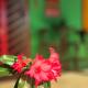 Suítes e Chalé Colibri - Passarim Hospedagem, Cumuruxatiba - Fotografie 9