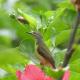 Magpie homestay & jungle trekking especially for guest trekking with us, Bukit Lawang (fotografie 10)