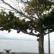 Casa da Rosa e do Júnior, Florianópolis - Foto 10