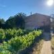 Mas Vigneron, Puicheric - Photo 8
