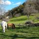Le Poulain Ranch, Toulouse-le-Château (fotografie 9)