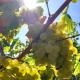 Weingut Michael Grünewald Söhne, Bingen am Rhein - Kuva 2