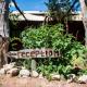 Nxabii Cottages