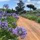 Keerweder Cottages, Franschhoek (photo 6)