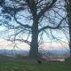 Oak Forest Cottage, Hacketstown (photo 4)