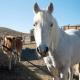 Nine Mile Ranch 4br, Views, Office, Fireplace, Wellington (fotografie 8)