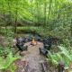 Beech Timber No Pet Fee, Beattyville