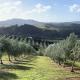 Private Olive Grove Studio, Mangonui - Fotografie 3
