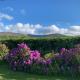 House at the foot of The Galtees, Clohernagh (zdjęcie 6)