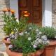 Artemilland B&B, Burzanella