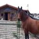 Holiday Home in Tenerife with Private Garden, La Corujera (foto 10)