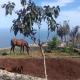 Holiday Home in Tenerife with Private Garden, La Corujera (foto 8)