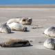 14 Seeseite, Borkum - Foto 3