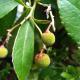 Pure Mountain - Serra da Estrela, Erada (foto 6)