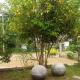 Villa Cinnamon Grove, Dikwella (foto 6)