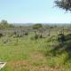 Texas T Bed and Breakfast, Llano (fotografie 10)