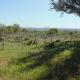 Texas T Bed and Breakfast, Llano (fotografie 9)